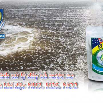 vi sinh bzt sinh học tôm vàng