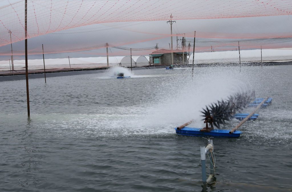 tôm nuôi thưa thớt