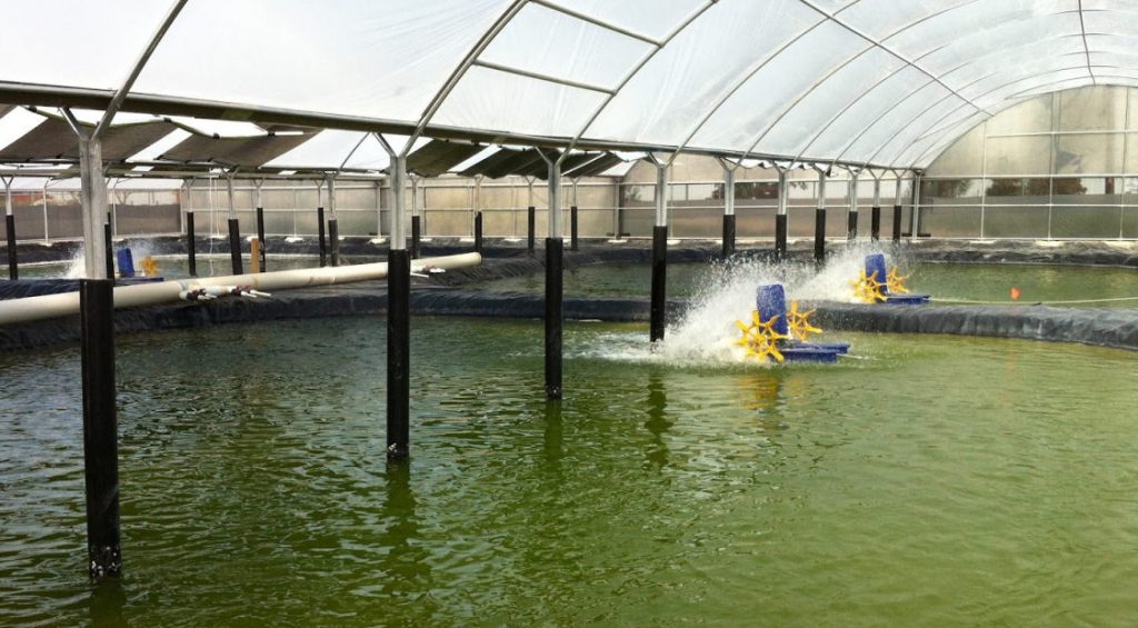 nuoi tom cong nghe cao