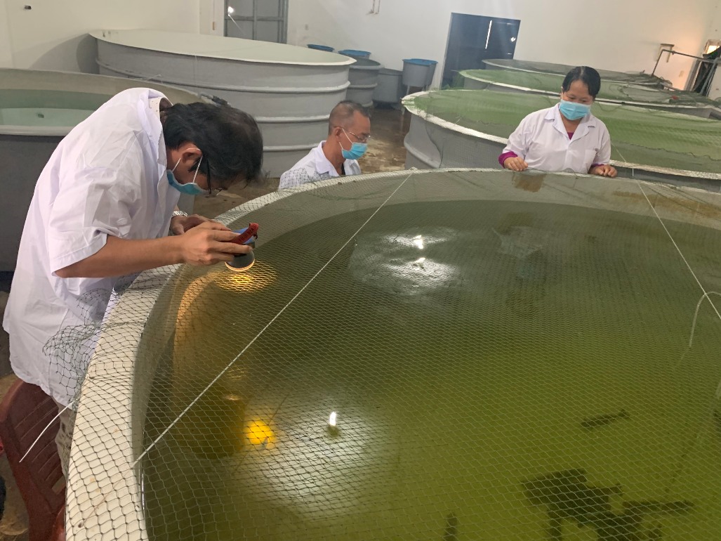 sản xuất tôm giống bố mẹ tại Trà Vinh