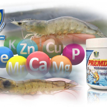 KHOÁNG CHO TÔM - SINH HỌC TÔM VÀNG