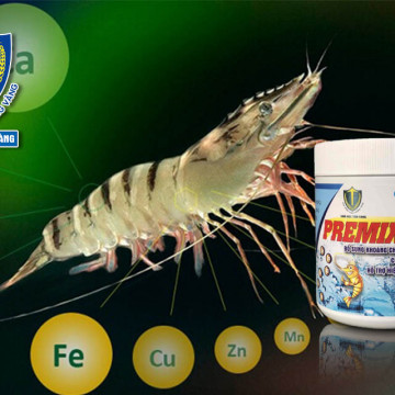 khoáng nuôi tôm- SINH HỌC TÔM VÀNG