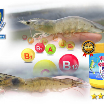 bổ sung vitamin cho tôm - sinh học tôm vàng
