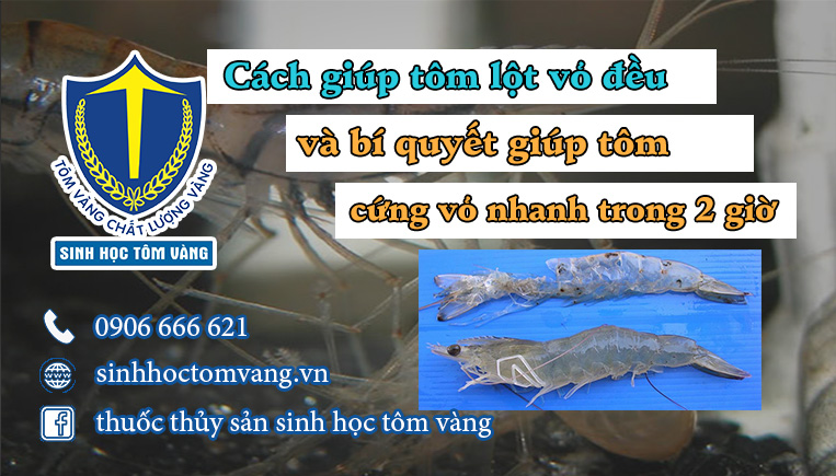 giúp tôm nhanh cứng vỏ