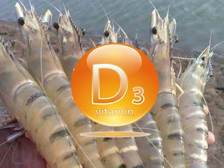vitamin d3 tăng đề kháng tôm