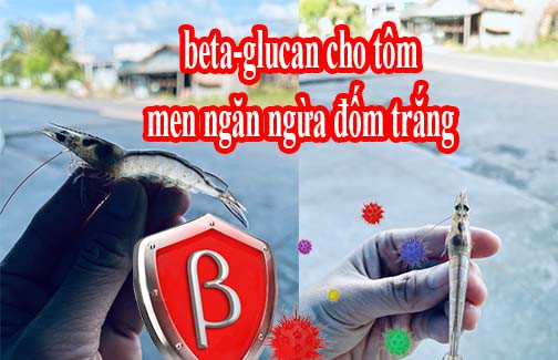 beta-glucan cho tôm