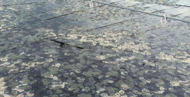 nấm đồng tiền