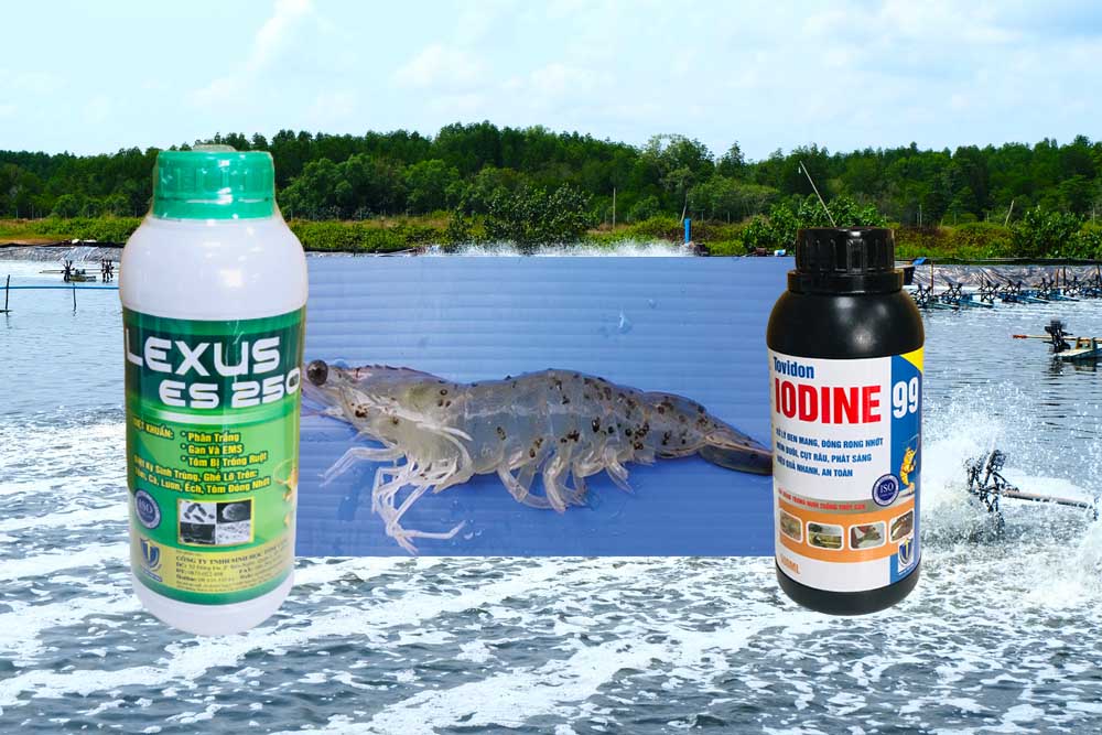 bệnh đốm đen tôm