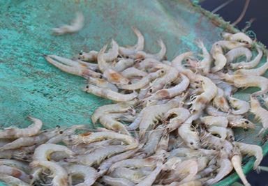 tôm nhiễm độc NO2