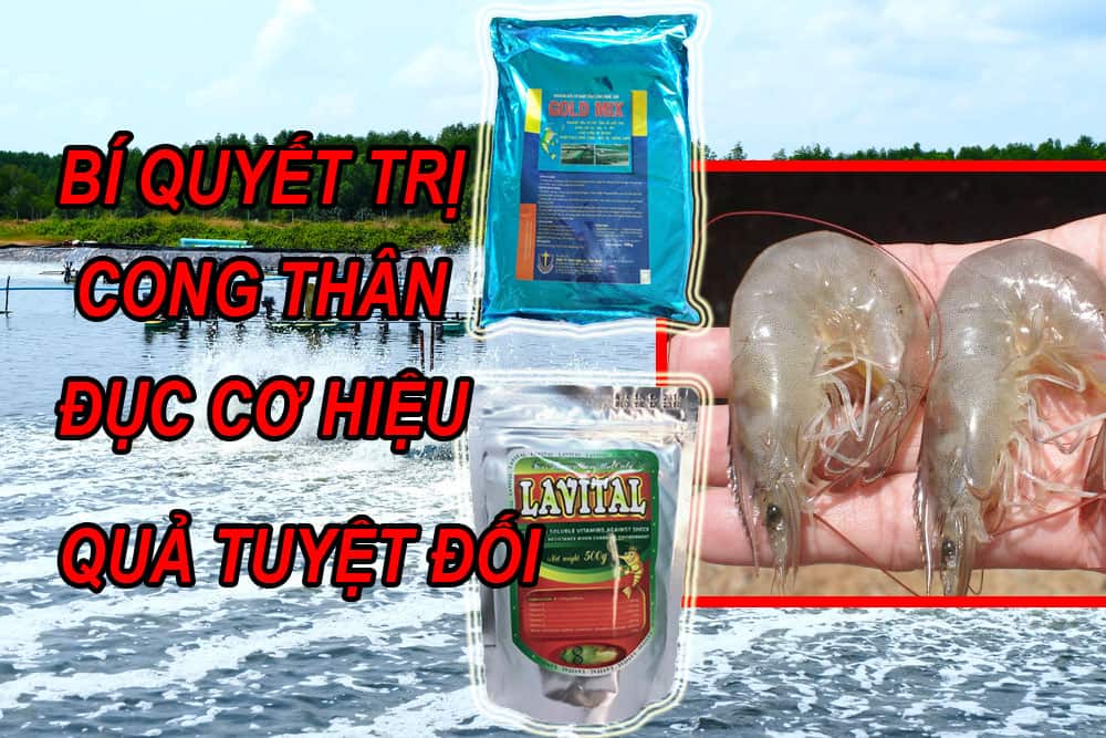 trị cong thân đục cơ cho tom