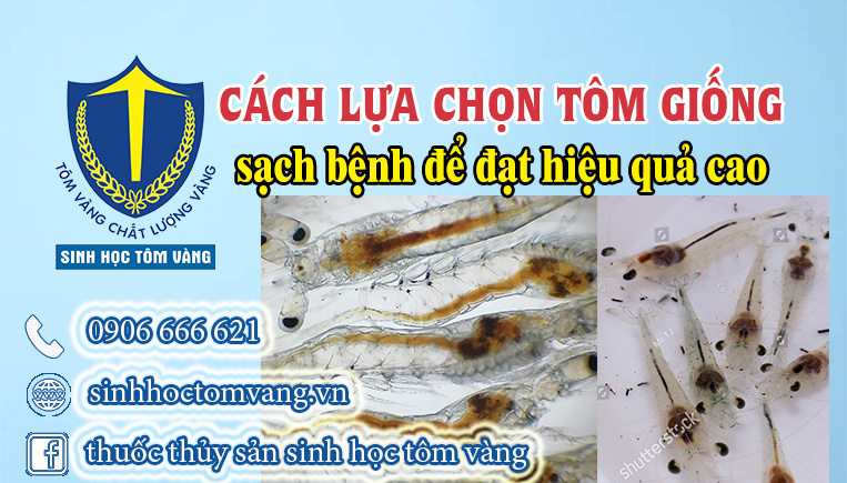 cách chọn tôm giống