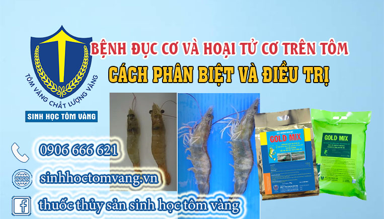 cách điều trị bệnh hoại tử cơ trên tôm thẻ