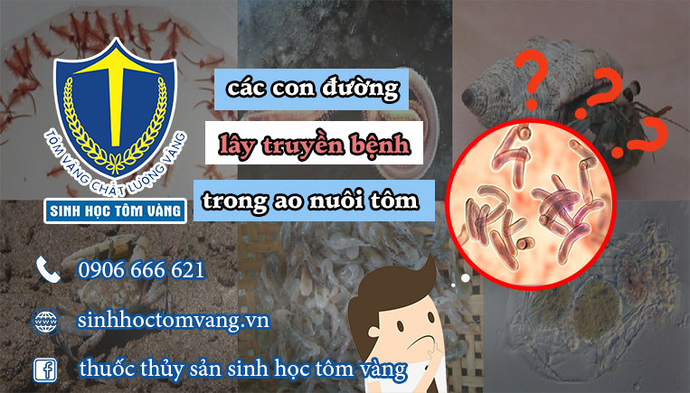 lây truyền bệnh trong ao tôm
