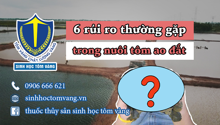 rủi ro nuôi tôm ao đất