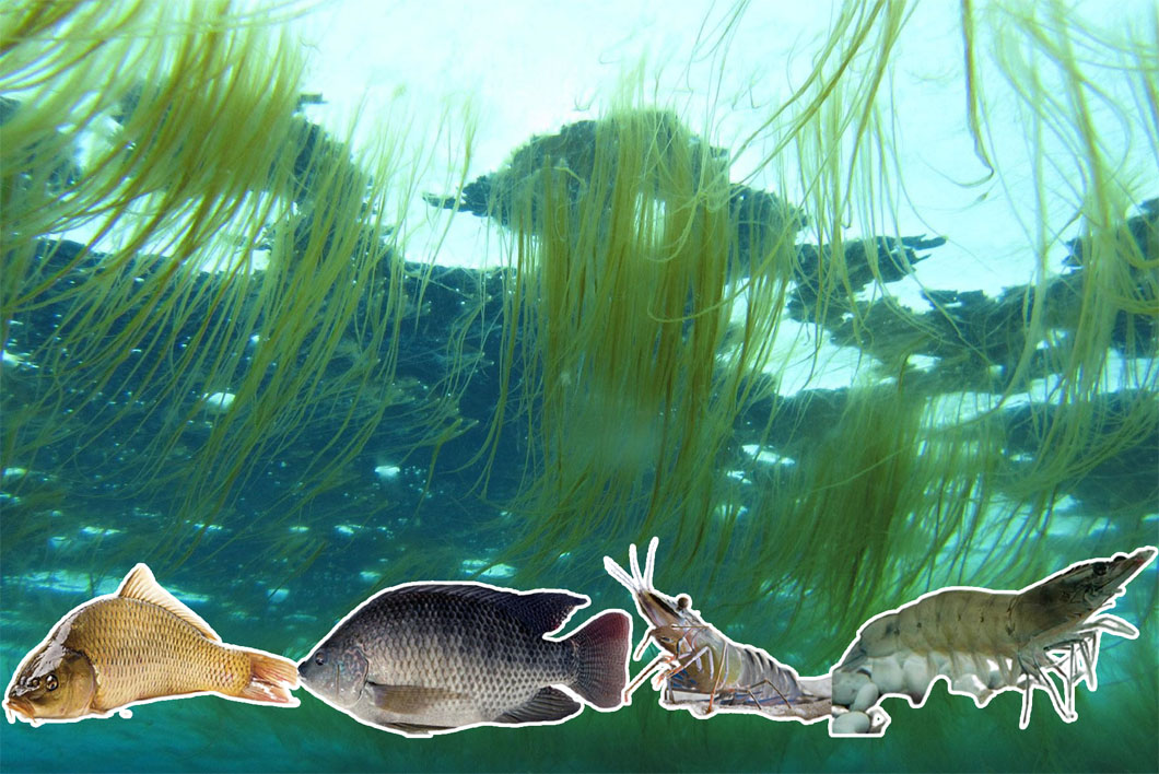 tảo khuê nuôi tôm cá