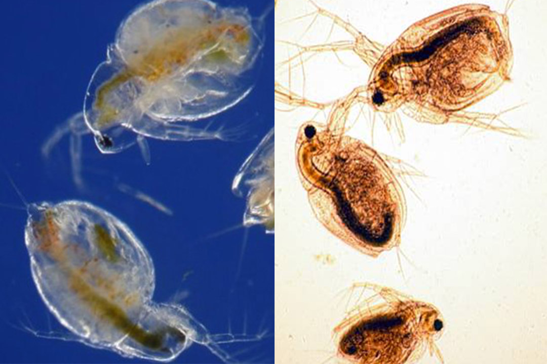 trứng nước là gì