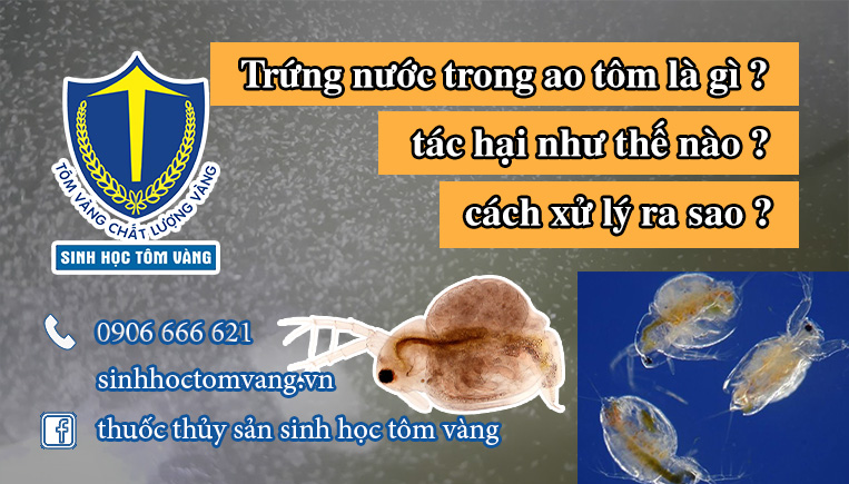 trứng nước trong tôm