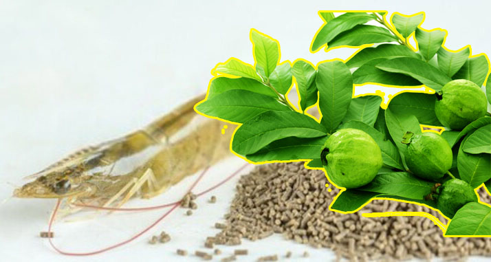 lá ổi áp dụng trong nuôi tôm thẻ chân trắng