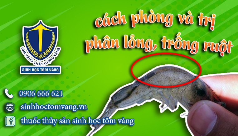tôm ruột đứt khúc - SINH HỌC TÔM VÀNG