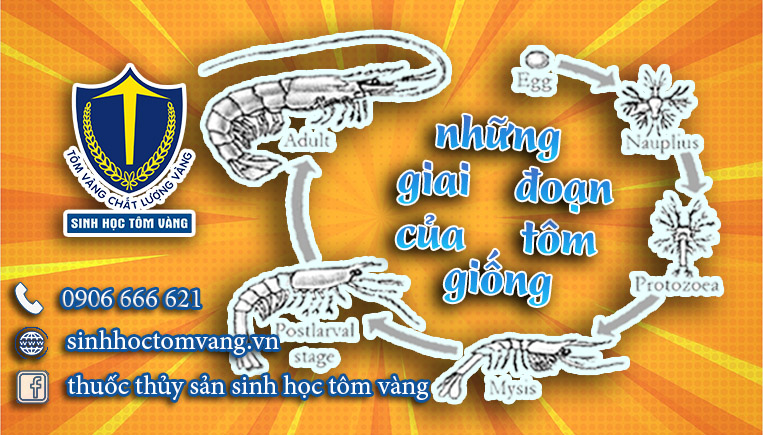 tôm post là gì