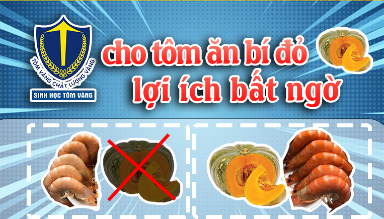 cho tôm ăn bí đỏ