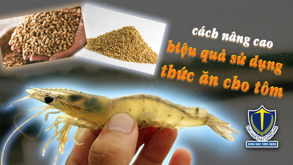 cho tôm ăn hiệu quả