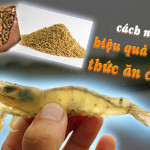 cho tôm ăn hiệu quả