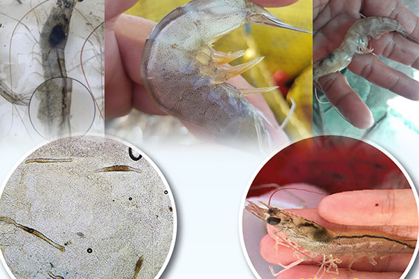 biểu hiện tôm bị ký sinh trùng