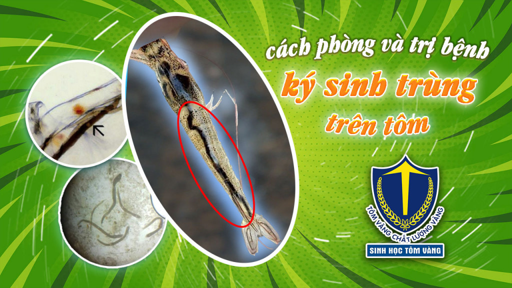 tôm bị ký sinh trùng đường ruột