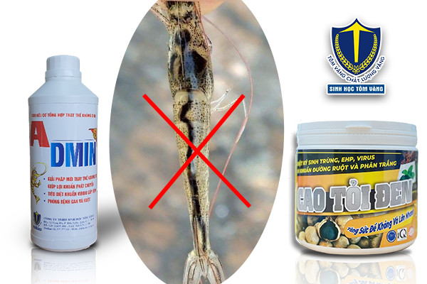 trị ruột tôm lò xo zic zac